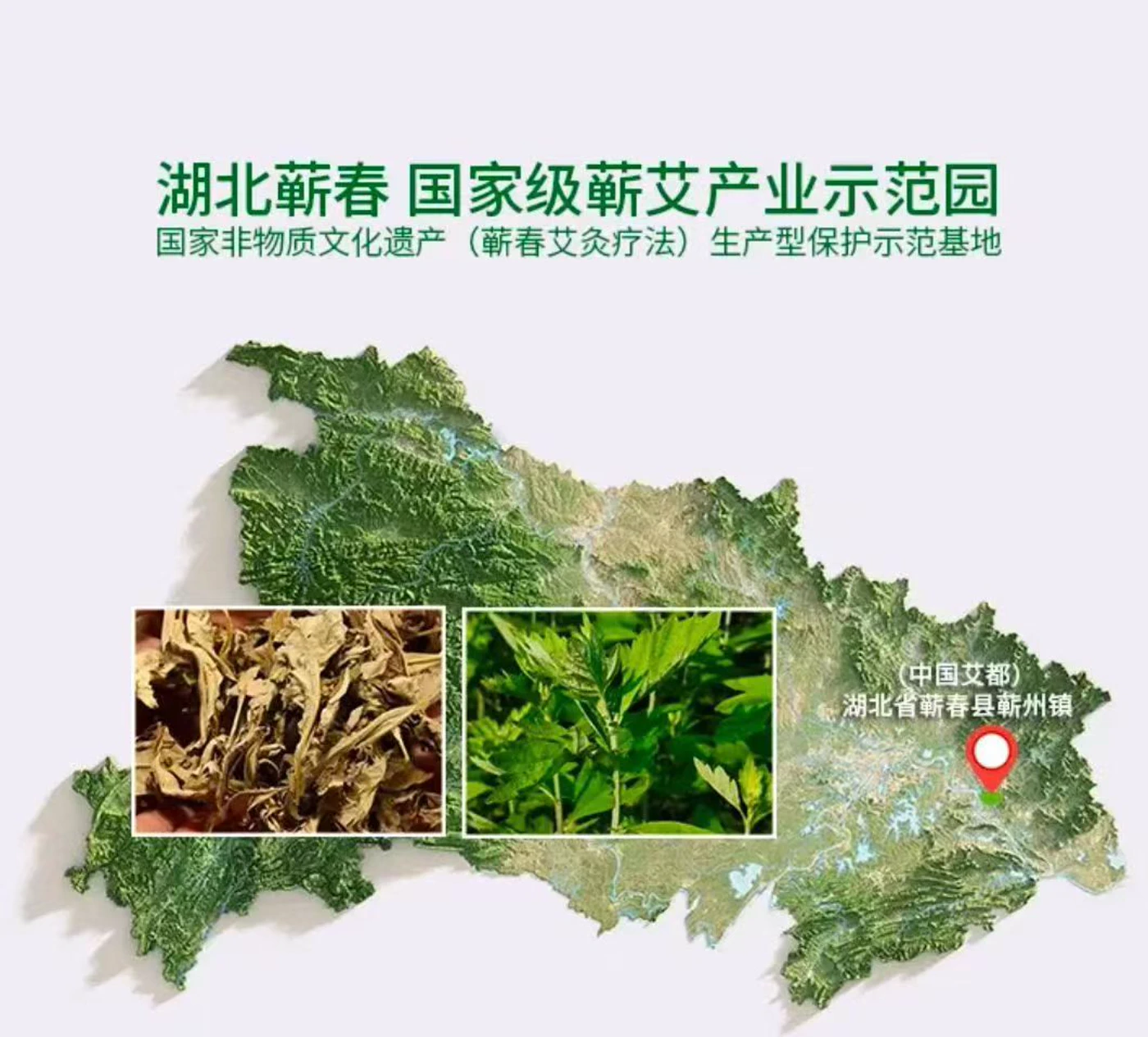 Qichun Hubei national Qiai industry demonstration park and Qiai culture display