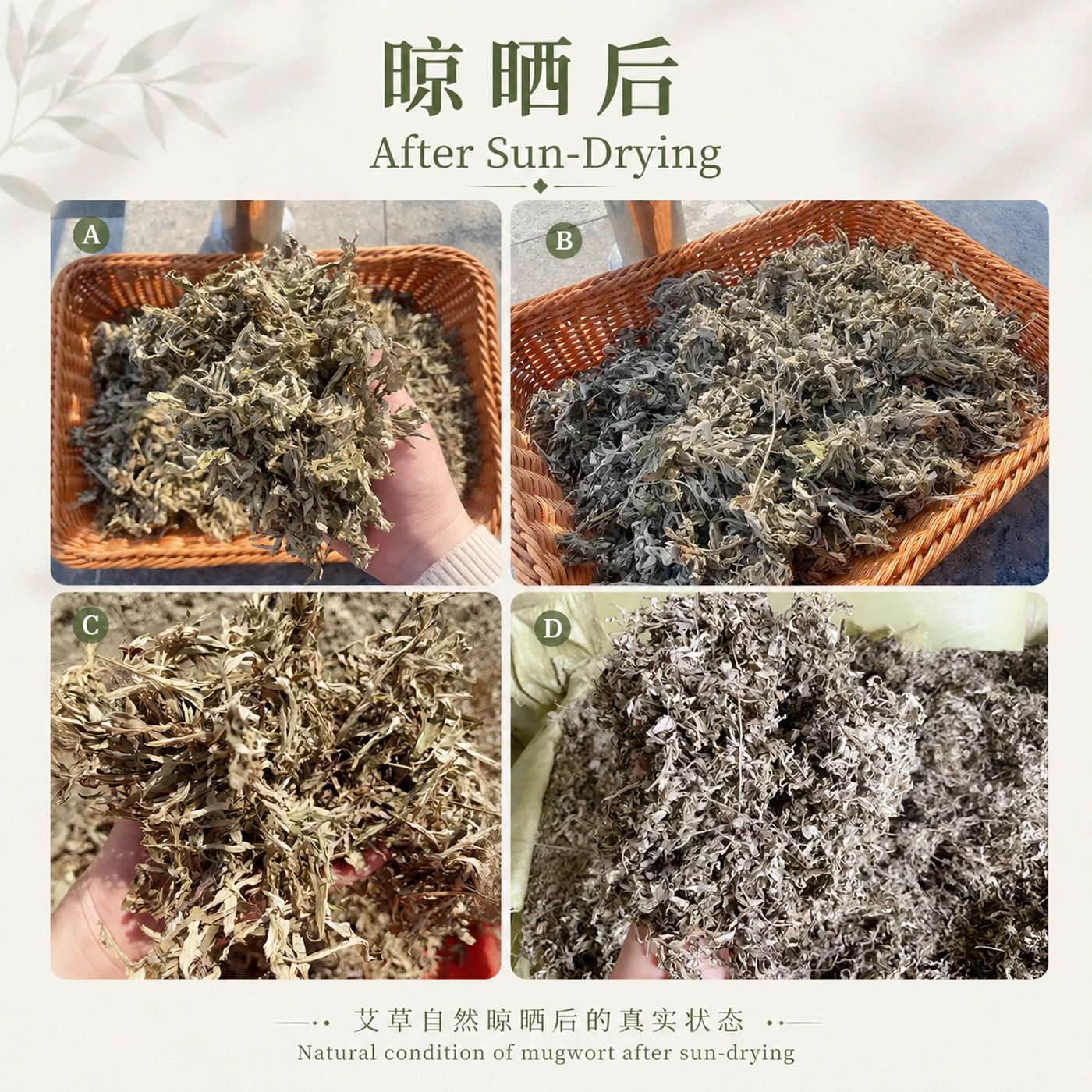 艾草自然晾晒后的真实状态